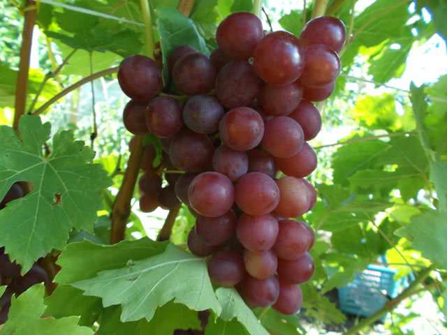 Посадка винограда «Блестящий» должна осуществляться на солнечных местах